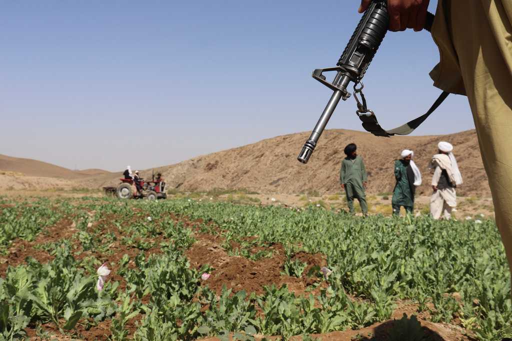 UN reports a sharp rise in Afghanistan poppy cultivation despite a Taliban ban — River Hills Community news