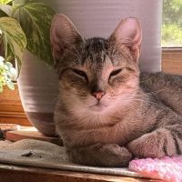 Milwaukee Record Cat Of The Week: Princess — River Hills Business news